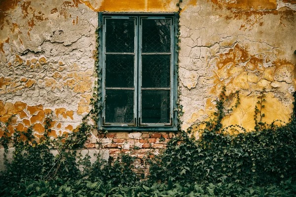 Altes Fenster und Efeu — Stockfoto