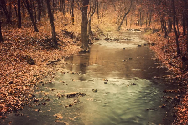 Βρώμικο Creek στο δάσος — Φωτογραφία Αρχείου