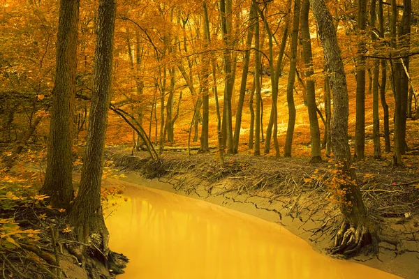 Creek in autumn park — Stock Photo, Image