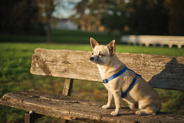 Little dog Chihuahua — Stock Photo, Image