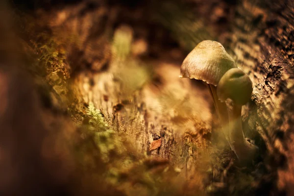 Cogumelos na Floresta de Outono — Fotografia de Stock