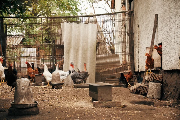 색상 닭 농장에서 — 스톡 사진