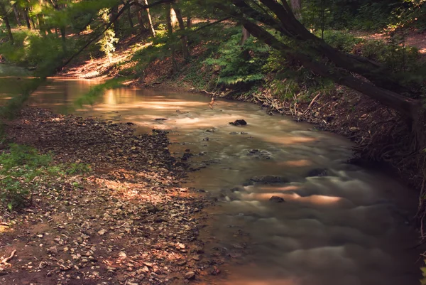 Vuile Creek in bos — Stockfoto