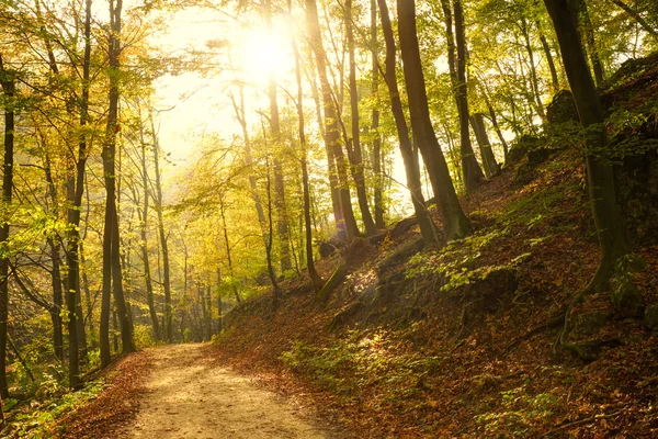 Estrada florestal de outono — Fotografia de Stock