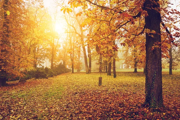 Herfst oranje park — Stockfoto