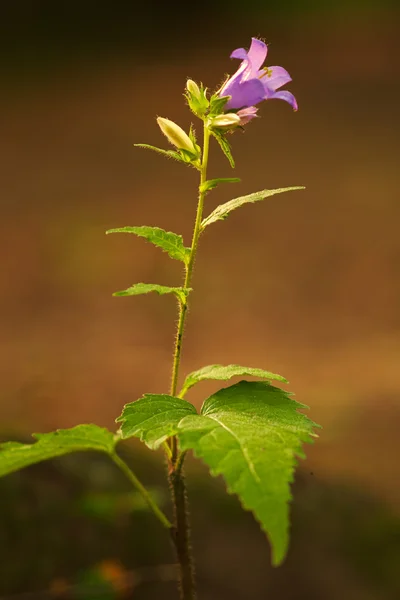 Lila blomma närbild — Stockfoto