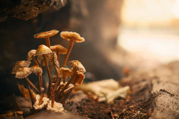 Pilze im Herbstwald — Stockfoto