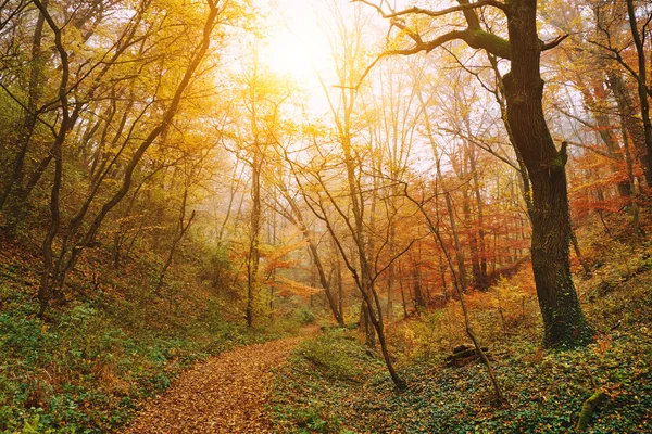 Herbstwaldstraße — Stockfoto