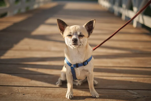 Cagnolino Chihuahua — Foto Stock