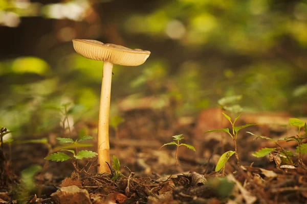 White Mushroom close up — Stock Photo, Image