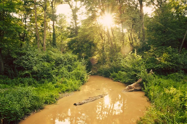 Bach im grünen Wald — Stockfoto