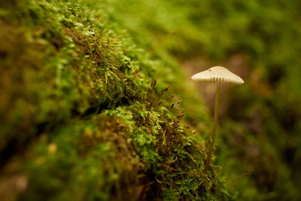 Mushroom in autumn forest — Stock Photo, Image