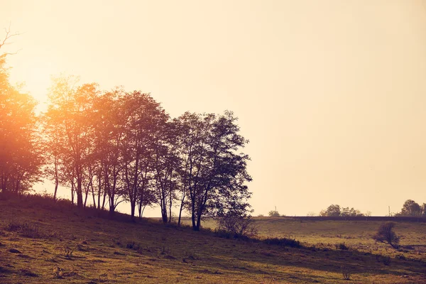 Silhouette di alberi al tramonto — Foto Stock