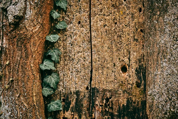 Edera su sfondo albero — Foto Stock