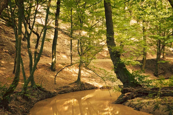 Arroyo en bosque verde — Foto de Stock