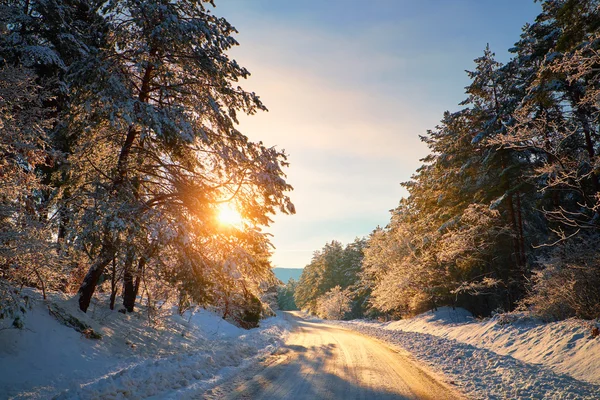 Camino de invierno en el bosque — Foto de Stock