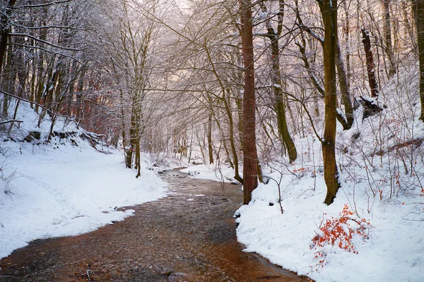Arroyo en el bosque cubierto de nieve — Foto de Stock