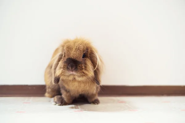 Mignon petit lapin — Photo