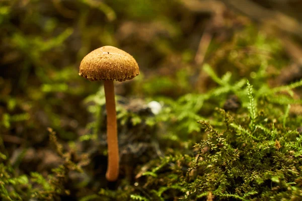 Mushroom in autumn forest — Stock Photo, Image