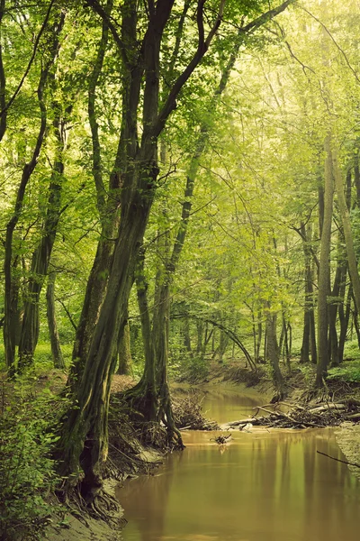 Bach im grünen Wald — Stockfoto