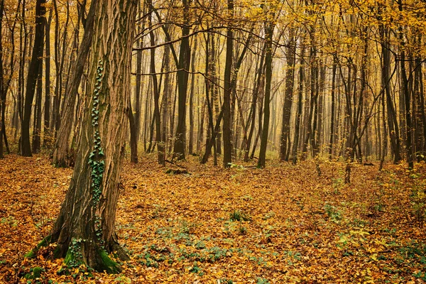 Όμορφο φθινοπωρινό δάσος — Φωτογραφία Αρχείου