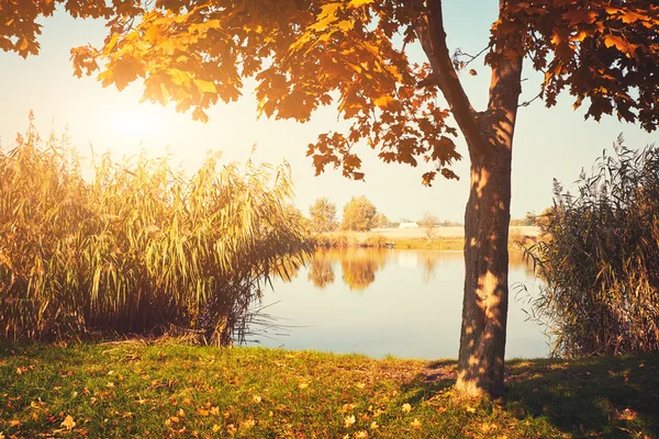 Herfst bomen in de buurt van lake — Stockfoto