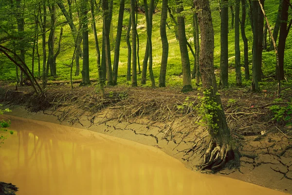 Creek in groen bos — Stockfoto