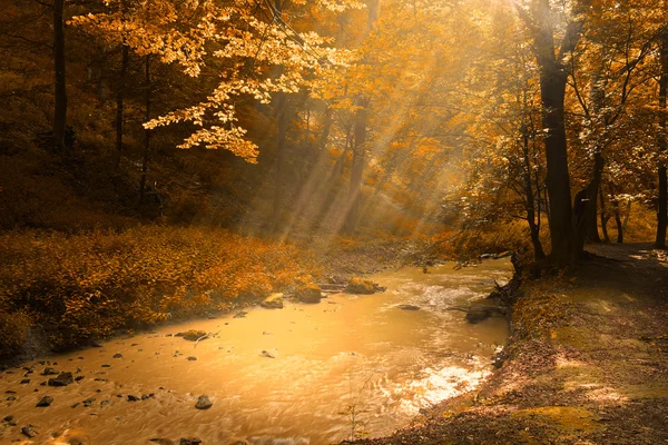 Creek in herfst park — Stockfoto