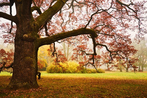 Autunno parco arancione — Foto Stock