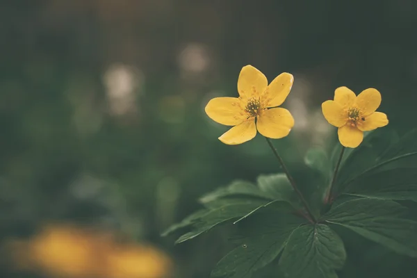 Adonis vernalis flor silvestre amarilla — Foto de Stock