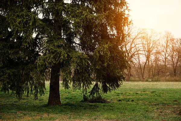 Pine trees in the park — Stock Photo, Image
