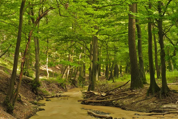 Creek in groen bos — Stockfoto