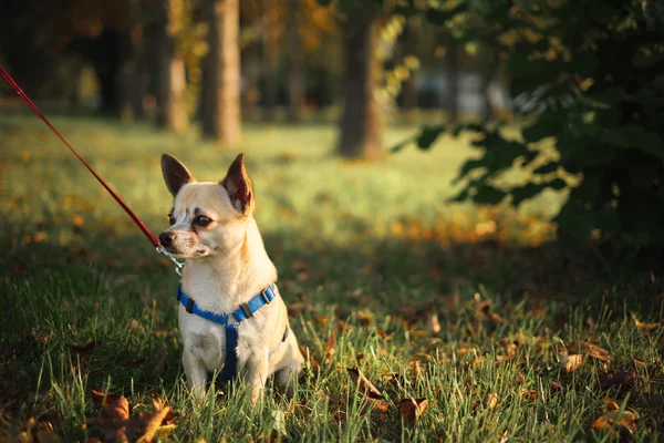 Parkta küçük chihuahua — Stok fotoğraf