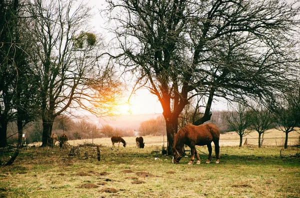 在绿色的草地上吃草的马 — 图库照片