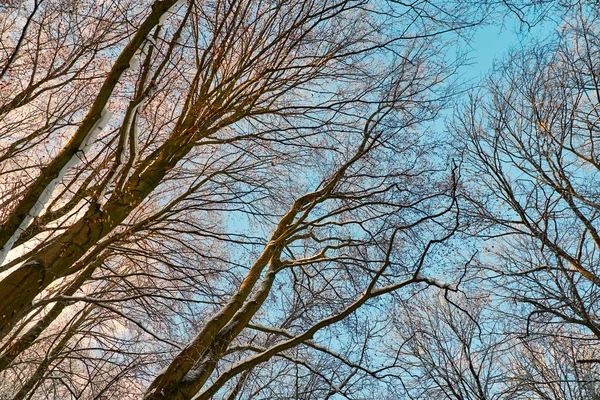 Ramas forestales de invierno — Foto de Stock