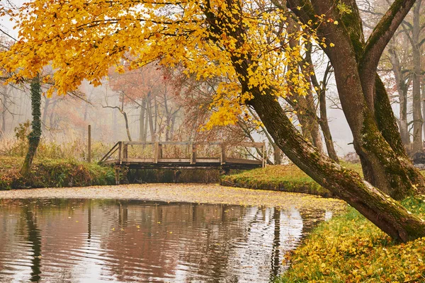 秋の公園でブリッジします。 — ストック写真