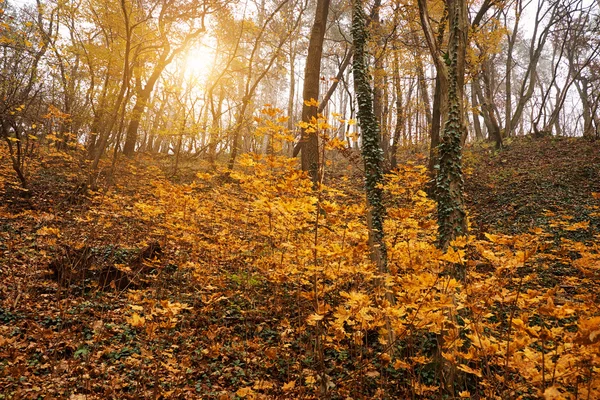 Hermoso bosque de otoño — Foto de Stock