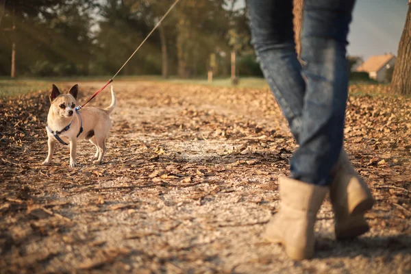 Bella donna e cagnolino — Foto Stock