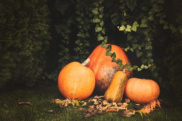 Décoration de citrouilles sur fond de plante — Photo