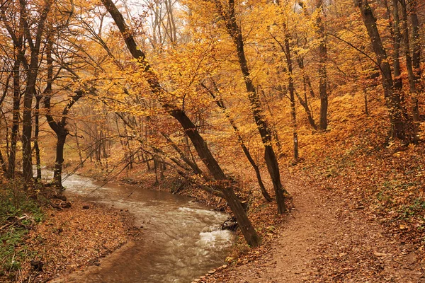 Bach im herbstlichen Wald — Stockfoto