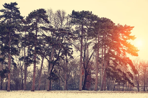 Vinterparken i solnedgången — Stockfoto
