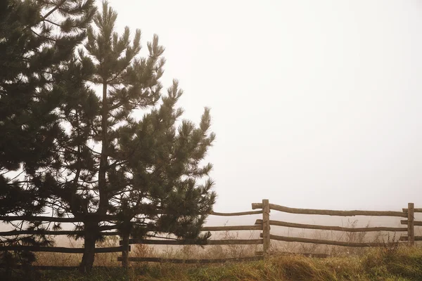 霧の日の木 — ストック写真