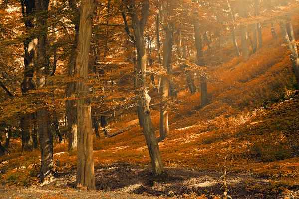 Wunderschöner Herbstwald — Stockfoto