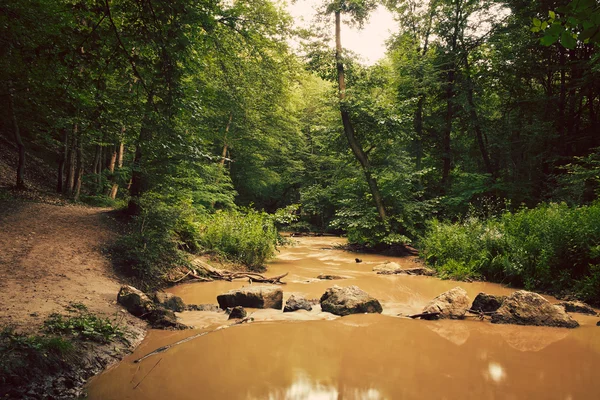 Creek na floresta verde — Fotografia de Stock