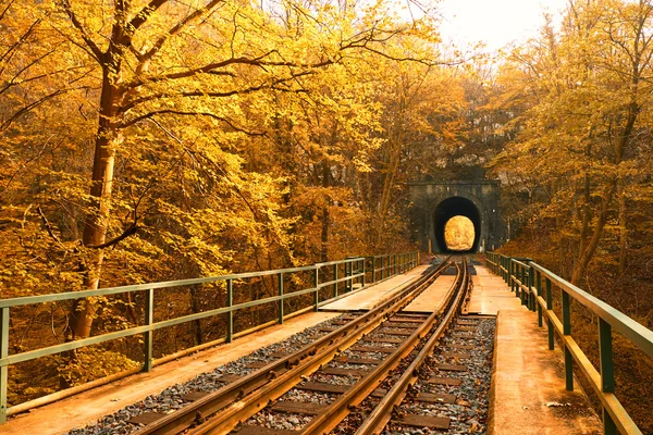 秋の森の鉄道 — ストック写真