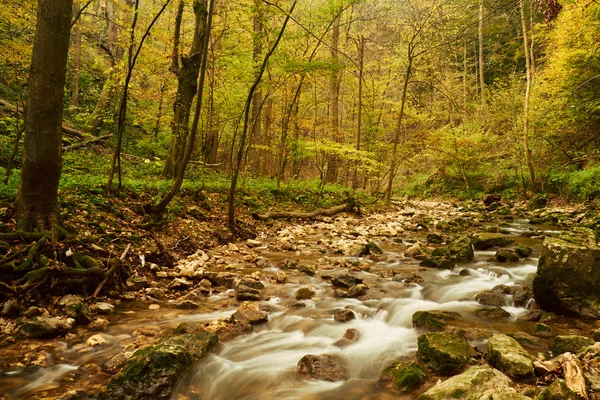 Güzel yeşil orman — Stok fotoğraf