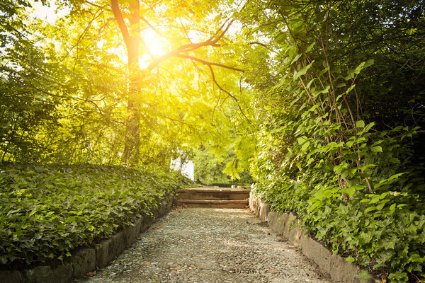 Footpath in the green park