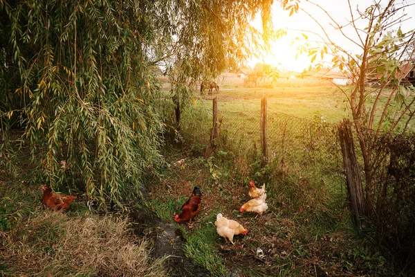 Kippen op biologische boerderij — Stockfoto