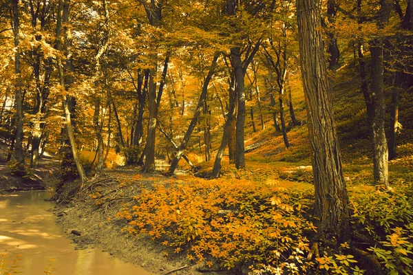 Creek in herfst park — Stockfoto