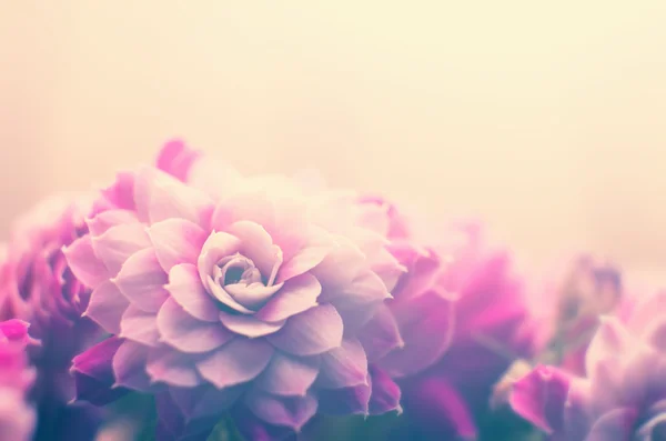 Pink rose flower — Stock Photo, Image